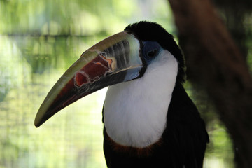 Tucán de la especie Ramphastos cuvieri. También llamado Tucán de Cuvier