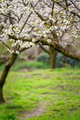 Blooming fruit trees in spring