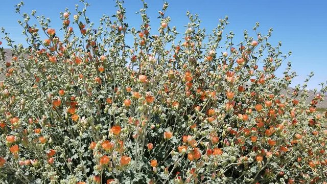 Alluring red orange flowers on Apricot Globemallow, Sphaeralcea Ambigua, Malvaceae, native perennial on the edges of Twentynine Palms, Southern Mojave Desert, Springtime.
