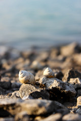 shells on a lake shore
