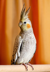close up of a red headed cockatiel parrot