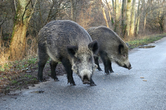 Two wild boars, coming out of the forest on the road, beg for food from the drivers.