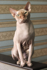 cat