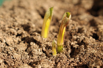 Decorative dahlia seeds freshly sprout in the fertilized soil in April
