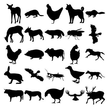 Set of 25 animals. Elk, Beaver, Chicken, Dog, Deer, Bullterrier, Racoon Dog, Housefly, Goshawk, Hedgehog, Bull, Horse, Rabbit, Praying Mantis, Duck, Thylacine, Lion, Raven, Deer.