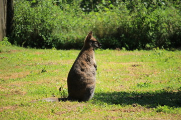 Känguru
