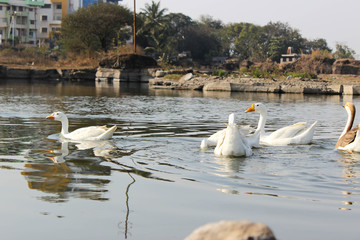 white swan and a lake