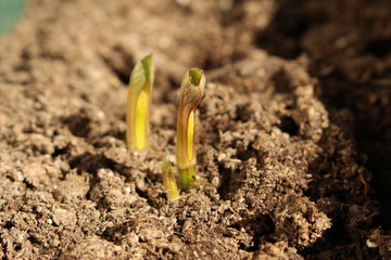 Decorative dahlia seeds freshly sprout in the fertilized soil in April