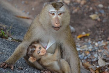Cute macaque mother breastfeeds her little baby