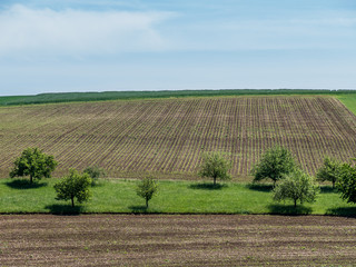 Baumgrundst&uuml;ck im Fr&uuml;hjahr