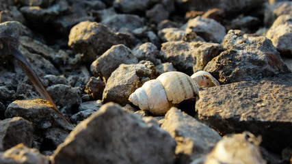 shells on a lake shore