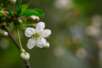 cherry blossoms