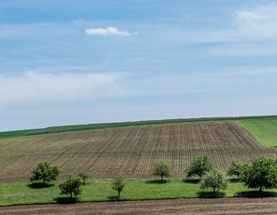 Fototapeta na wymiar Baumgrundstück im Frühjahr