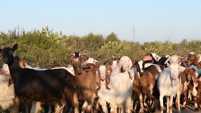 A herd of goats and sheeps is going to the road on a sunny day. One cute goat look in camera. Classical and ecological goat raising. Goat breeding in Salento, Puglia, Italy