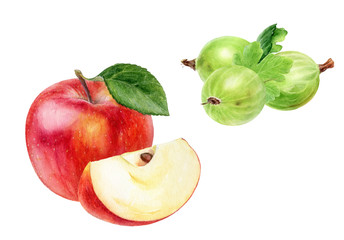 Gooseberry with leaf and apple watercolor illustration isolated on white background