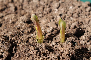 Decorative dahlia seeds freshly sprout in the fertilized soil in April
