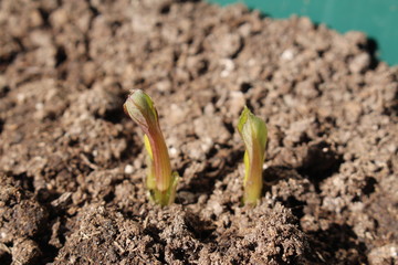 Decorative dahlia seeds freshly sprout in the fertilized soil in April
