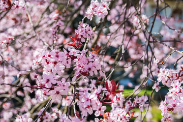 Spring blooms in full color in Germany