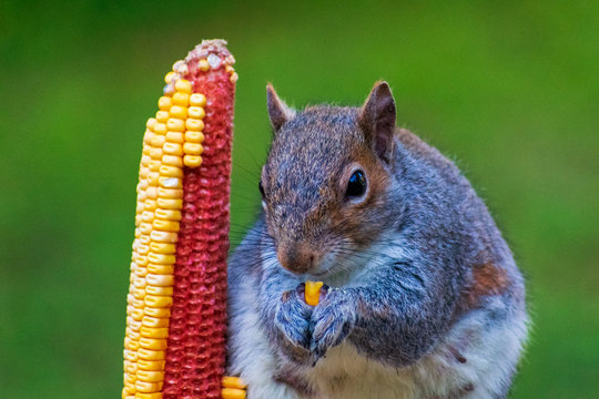 Squirrel Eating From Feeder