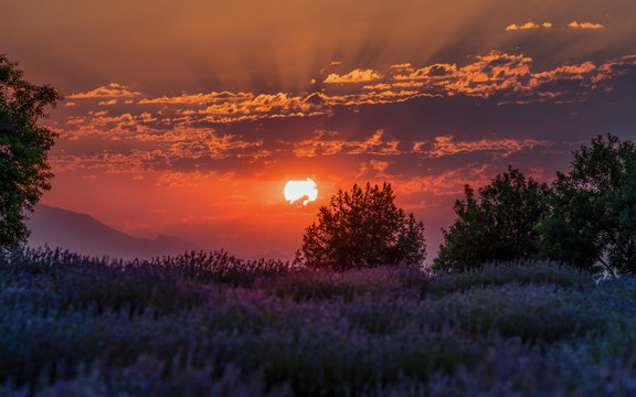 Sunrise in a beautiful lavender garden © isayurtsever