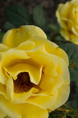 yellow rose