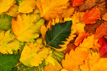 Beautiful green leaf on colorful colorful autumn leaves. View from above. Autumn background The...