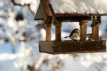Birds on a snowy feeding trough on a sunny winter day.