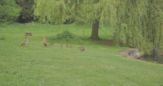 Ouette d'&Eacute;gypte dans un parc 