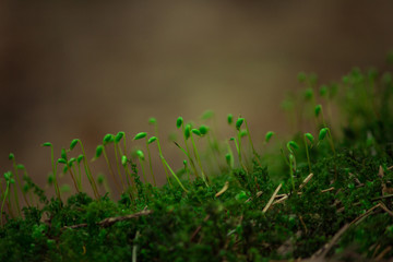 Obraz na płótnie Canvas forest moss