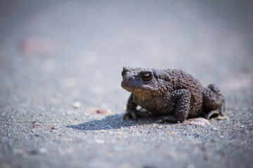 ground toad
