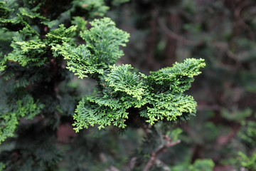 Chamaecyparis obtusa (Nana Gracilis), 2020