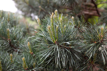 Pinus sylvestris (Watereri), 2020