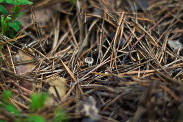 dry grass in the forest
