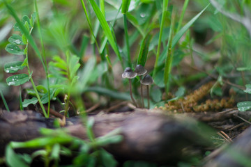 small frog in the pond