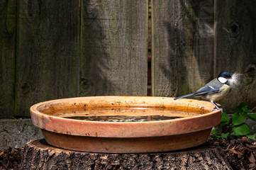 Fototapeta premium Great tit bird, Parus major, perched on the edge of a bird bath with a beak full of nest building cat fur