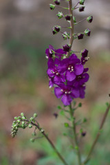 purple flowers in the garden