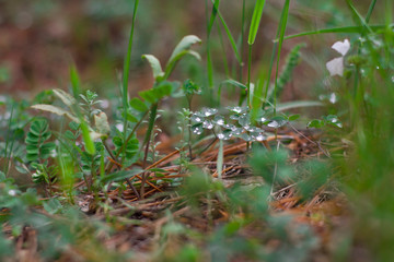 wild mushrooms in the grass