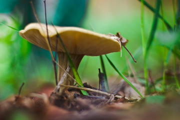 mushrooms in the forest