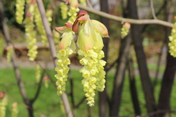  "Chinese Winterhazel" flowers in clusters in spring time in St. Gallen, Switzerland. Its scientific name is Corylopsis Sinensis, native to China.