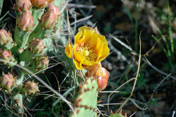 Kaktusblüten
