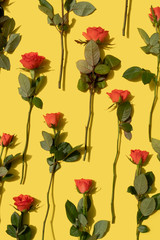 Fototapeta na wymiar coral rose on a yellow background vertical pattern