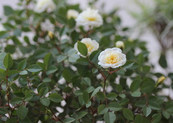 white flowers of a rose