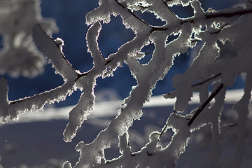 snow covered tree