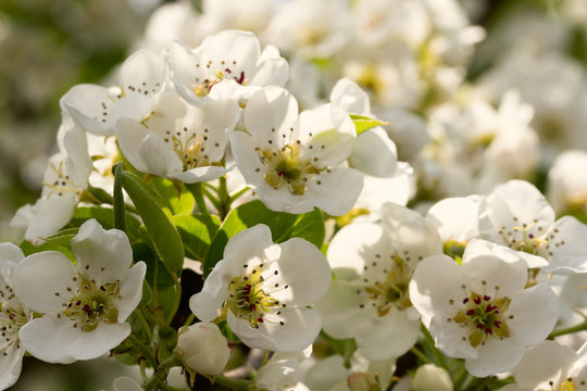 Blossom. Branch of a blossoming pear with green leaves close-up on a bright sunny day. Shallow depth of field.