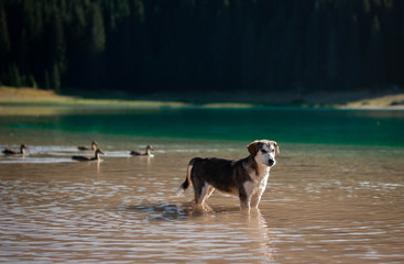 dog playing in the water