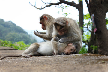 monkey picking out bugs from another monkeys hair