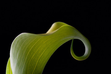 elegante grüne calla aronstab blüte vor schwarzem hintergrund freigestellt 