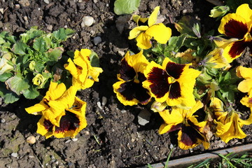 Hybrid black and yellow 