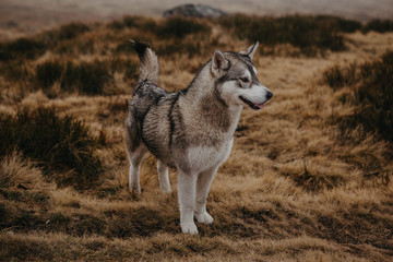 Lone husky dog on mountain