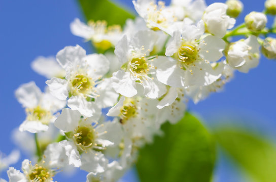 Spring and summer flowers. Bird cherry flowers on a blue sky background close-up. Macro photo. Birthday, Mother's Day. For summer inscriptions
